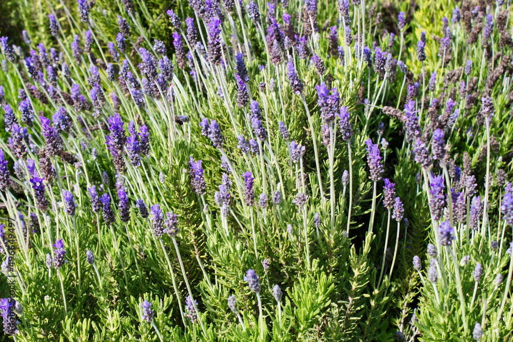 Naklejka premium Colorful lavender field in a public garden in Murcia
