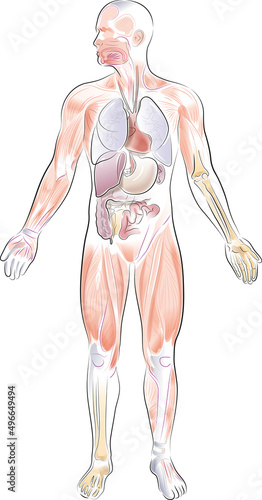 Vector illustration of human anatomy. Showing the various internal organs, bones and musculature in detail.