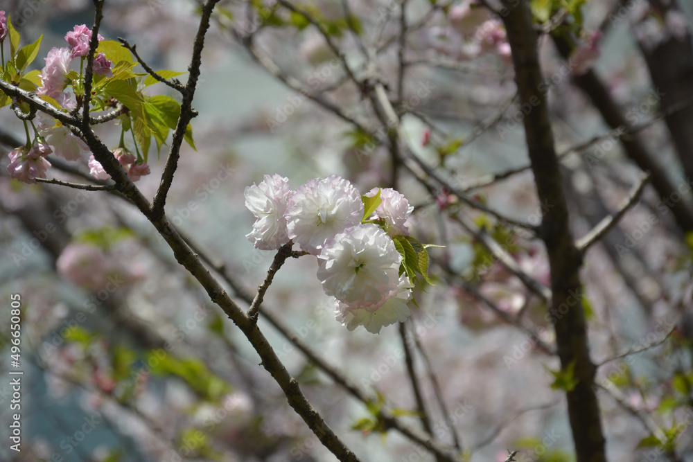 groups of white pink sakura blossom on the branch in spring sunny day