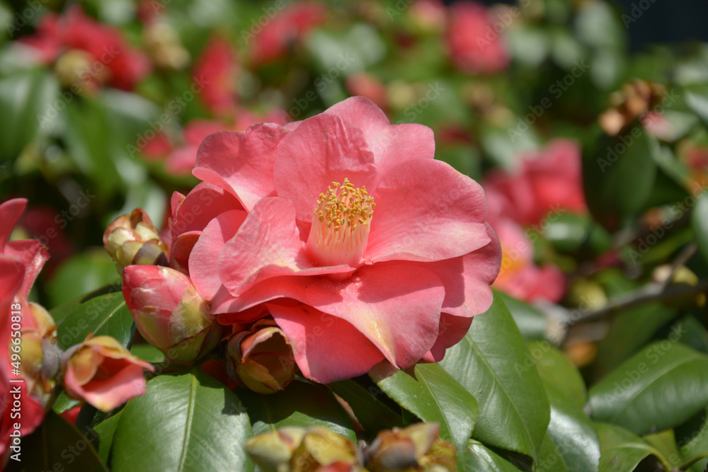 one isolated red camellia blossoms in garden in sunny spring day