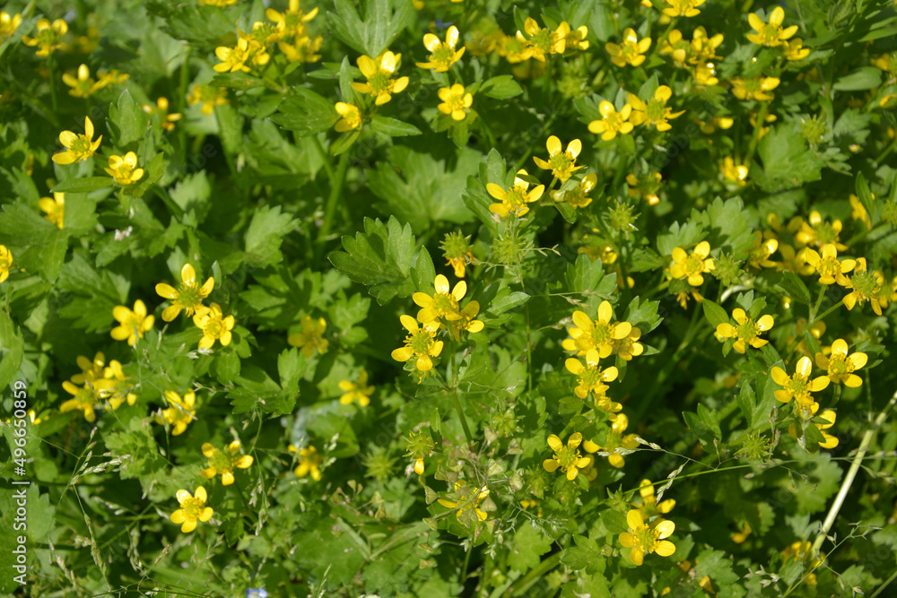 field of yellow flowers blossom in the green bush in sunny spring day field of yellow flowers blossom in the green bush in sunny spring day