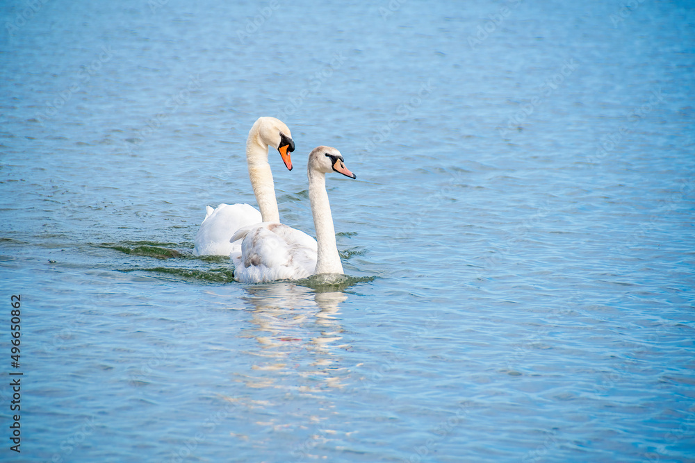 A pair of swans enjoys a leisurely swim in Lake Ontario on a beautiful sunny afternoon in Toronto. A pair of swans enjoys a leisurely swim in Lake Ontario on a beautiful sunny afternoon in Toronto.