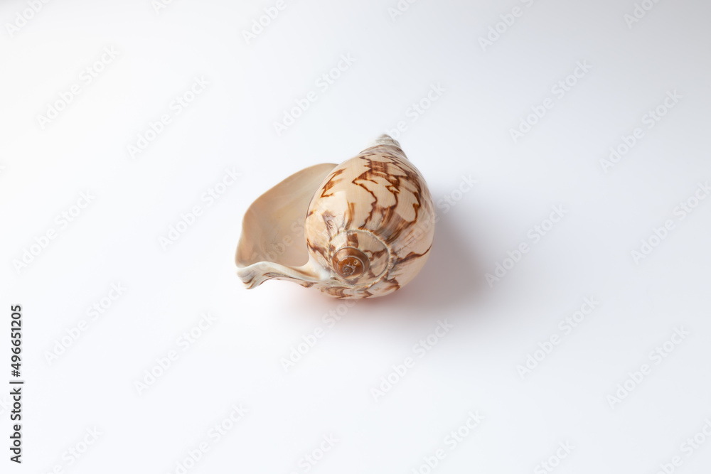 Seashell isolated on a white background Seashell isolated on a white background
