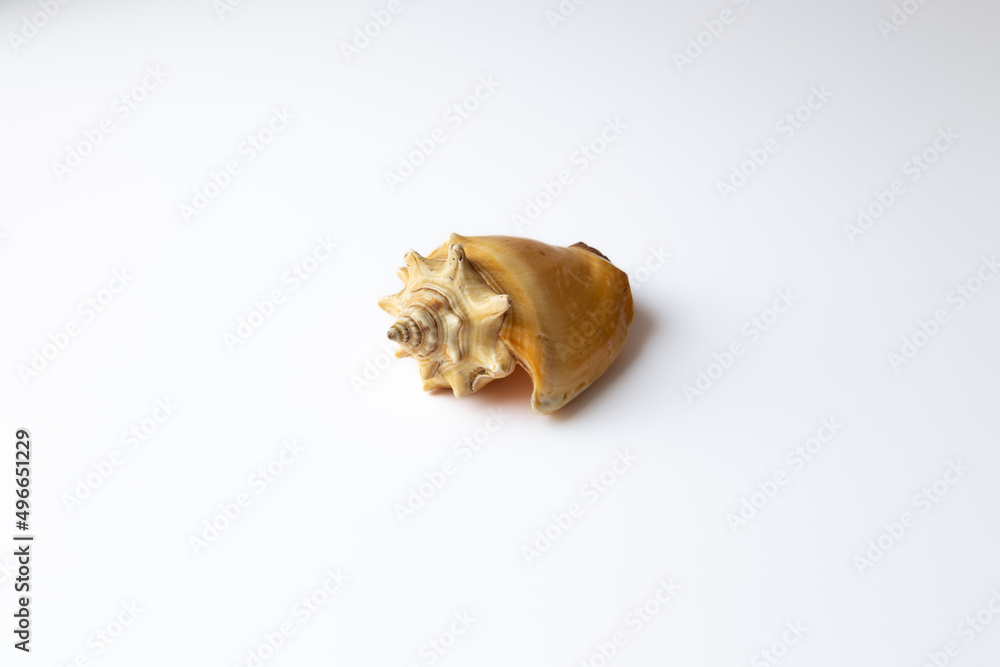 Seashell isolated on a white background Seashell isolated on a white background