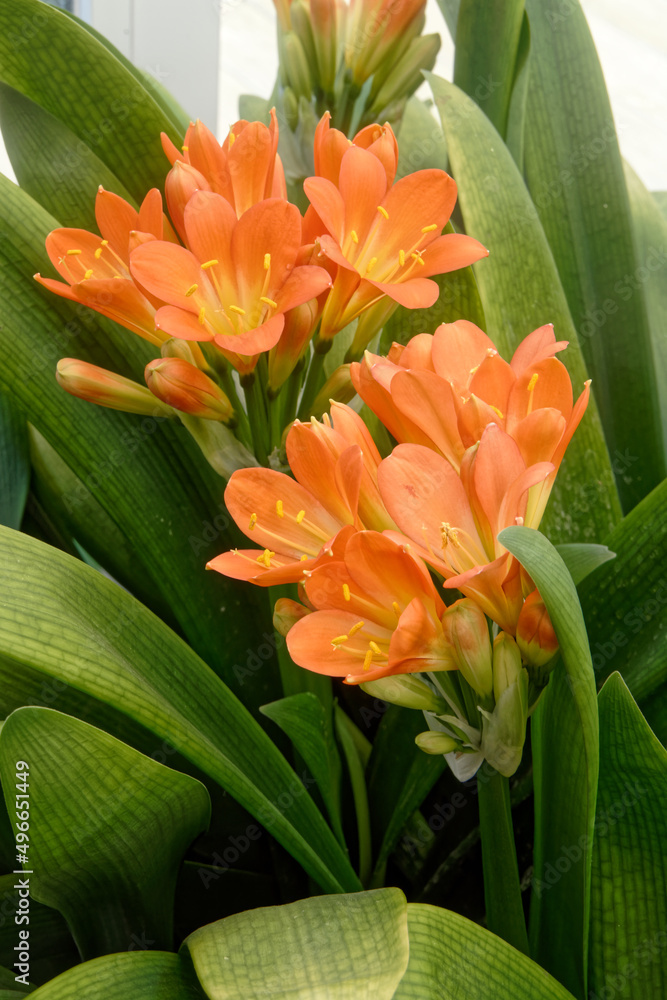 Belle couleur du Clivia Miniata ou Lis de St Joseph. Belle couleur du Clivia Miniata ou Lis de St Joseph.