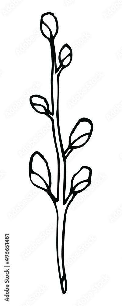 Easter willow. Willow branch. Sketch style hand drawn elements. Stock outline vector illustration, isolated on white background. Easter willow. Willow branch. Sketch style hand drawn elements. Stock outline vector illustration, isolated on white background.