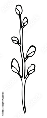 Easter willow. Willow branch. Sketch style hand drawn elements. Stock outline vector illustration, isolated on white background.