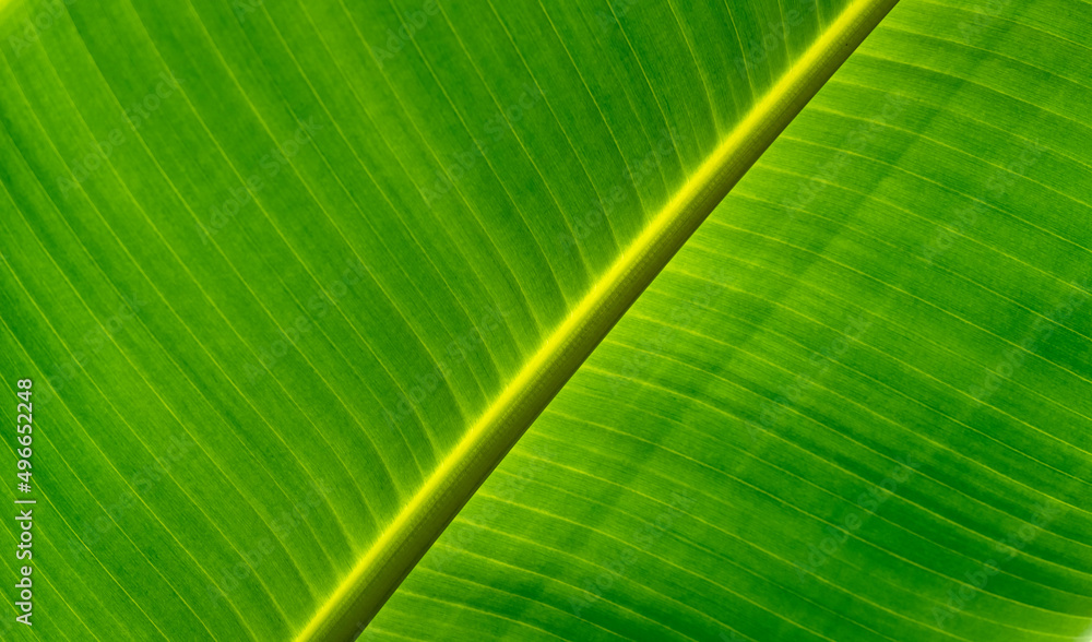 banana plant closeup