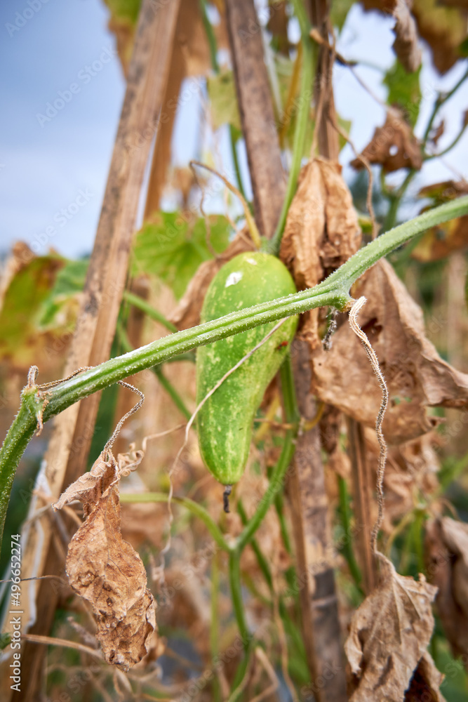 close-up of cucumber. crop failure in the dry season