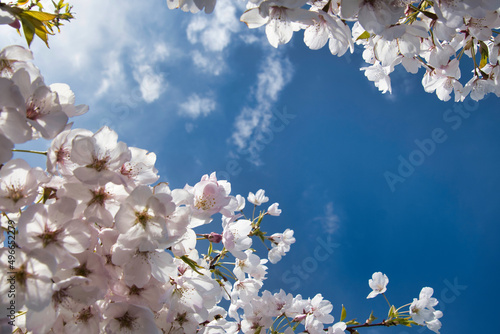 Beautiful cherry blossom in spring time against the blue sky.  Richmond BC Canada