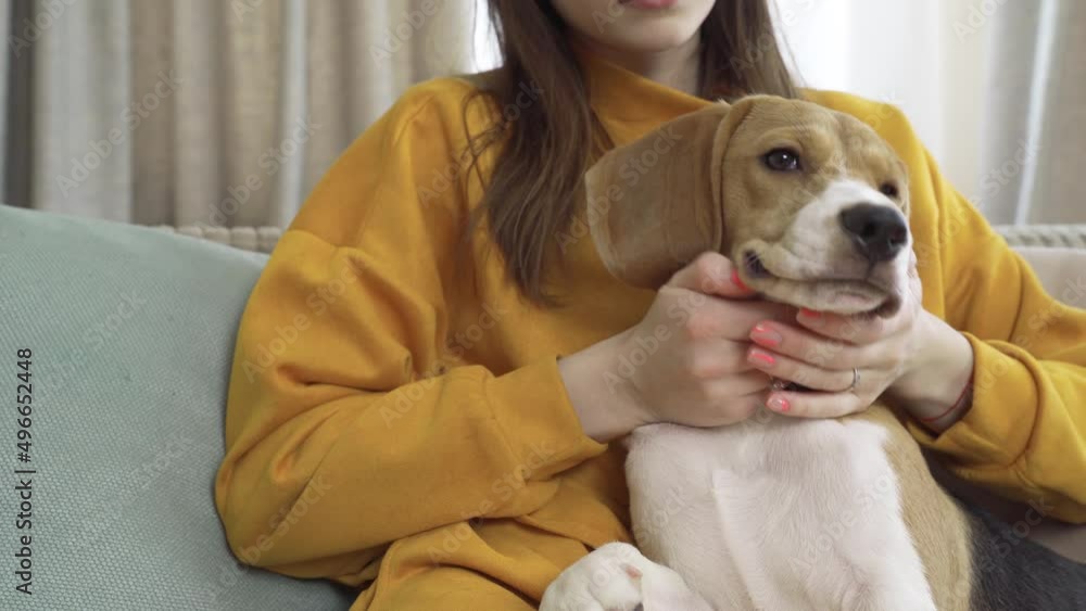 Close-up of the face of a Beagle Dog. Girl caresses her head Close-up of the face of a Beagle Dog. Girl caresses her head