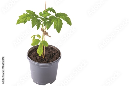 Close up view of tomato seedling planted in pot with earth isolated on white background. Sweden.