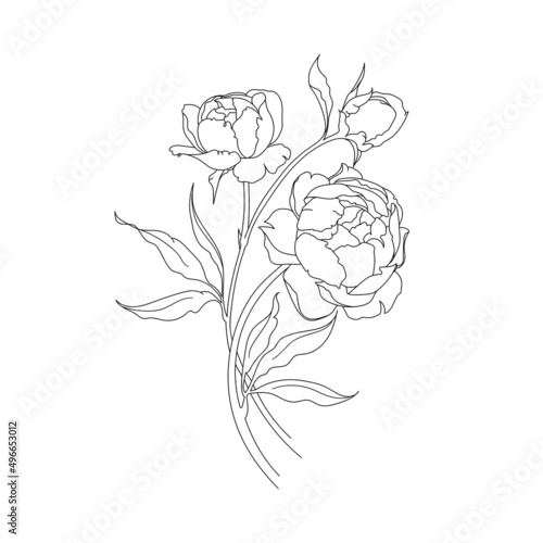 Illustration with peonies flower isolated on white background. Vector line illustration.