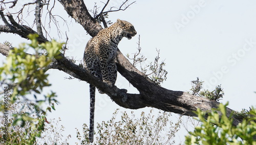 A leopard alert from a tree.