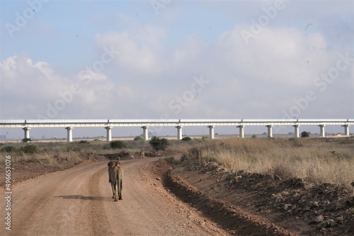 A lion with a railway in the background photo