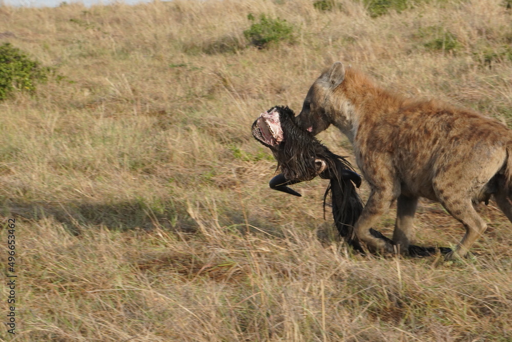 Hyena walks away carrying the head of a wildebeest.