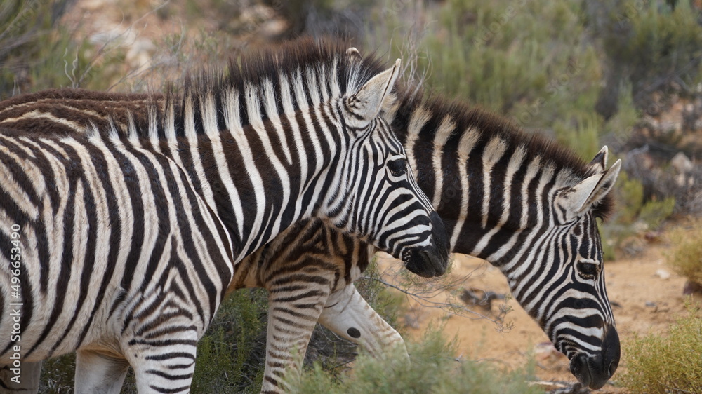 A close-up two zebras walking in the savannah next to eachother A close-up two zebras walking in the savannah next to eachother