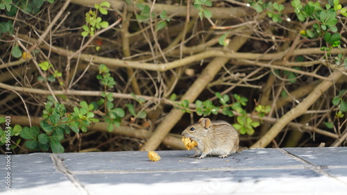 eine kleine afrikanische Striemen-Grasmaus frisst Rusks 