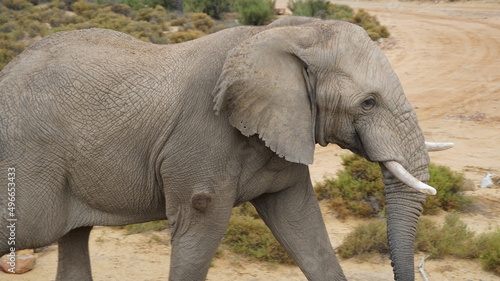 Nahaufnahme eines Elefanten in der Savanne