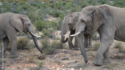 3 Elefanten in einem südafrikanischen Nationalpark bei der Fütteru8ng