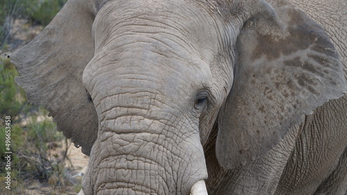 eine Grossaufnahme von dem Kopf eines Elefanten