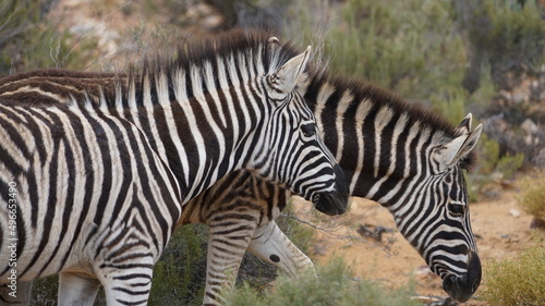 A close-up two zebras walking in the savannah next to eachother 