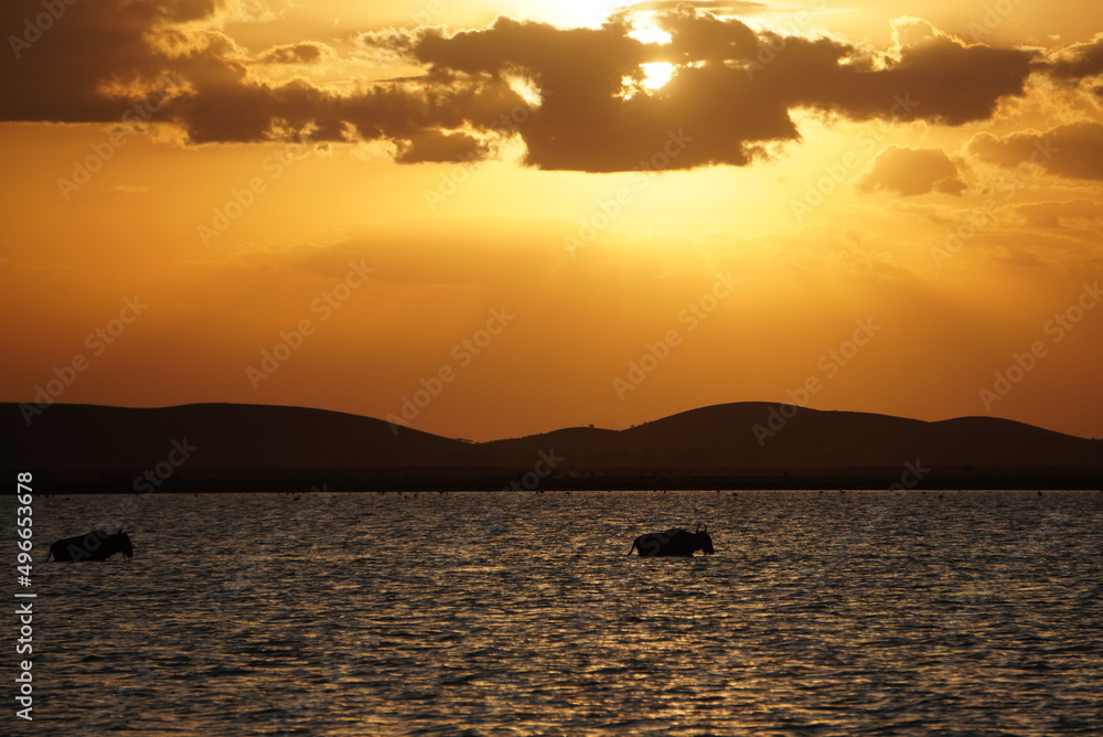 Wildebeests wadding through a lake at sunset