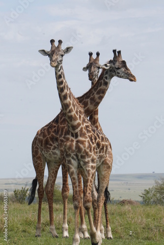 Three reticulated giraffes