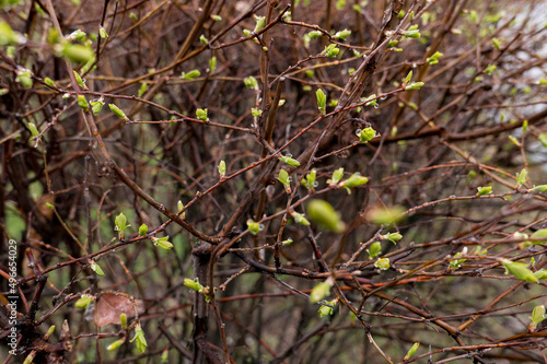 spring little leaves with buds on the tree with rainy drops