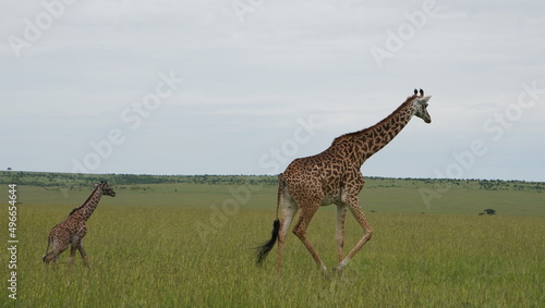  A giraffe and a baby in the grassy plains of masai mara