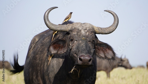 A juvenile oxpecker on the head of a buffalo