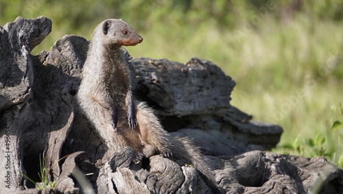 A mongoose standing in attention photo
