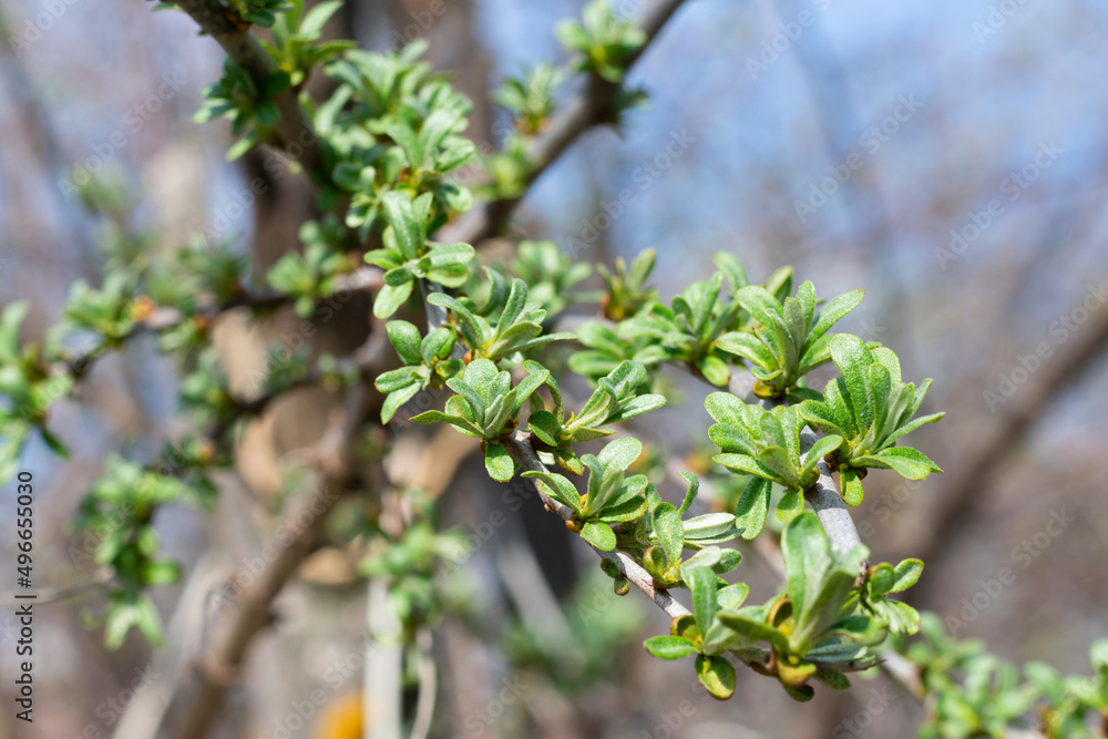 Buckthorne bush with little young leaves in garden. Harvesting and cultivation eco berry trees. Close up Buckthorne bush with little young leaves in garden. Harvesting and cultivation eco berry trees. Close up