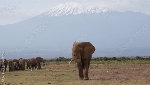  Bull elephant and kilimanjaro in the background.