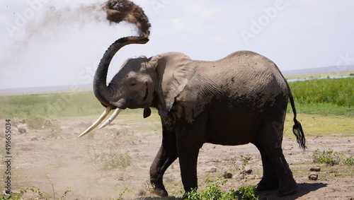 elephant dusting himself.