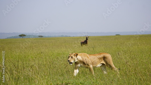 lion walks through grass as a topi watches at a distance.