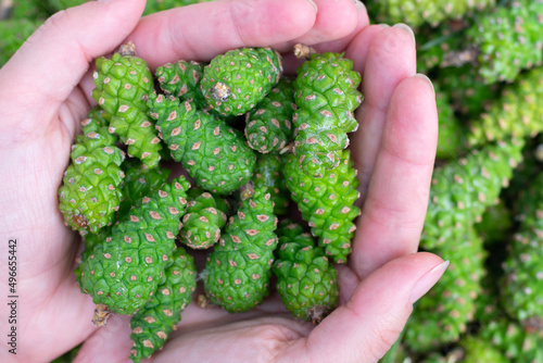 Many green young fir spruce cones in woman hands.Close up.Alternative medicine remedy. Making jam of freshly gathered pinecones