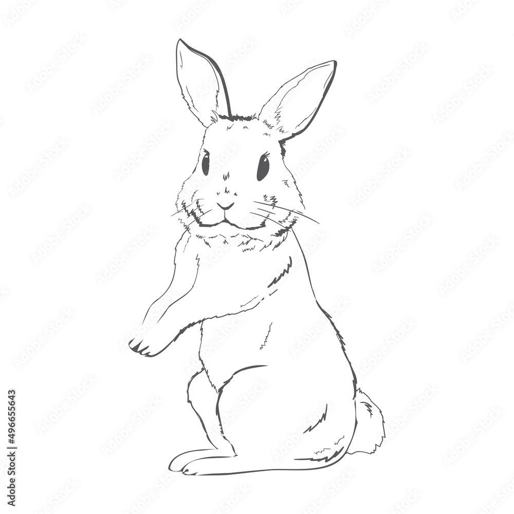 Obraz premium Five black and white sketches of cute rabbits sitting in various poses. Vector Illustrations.