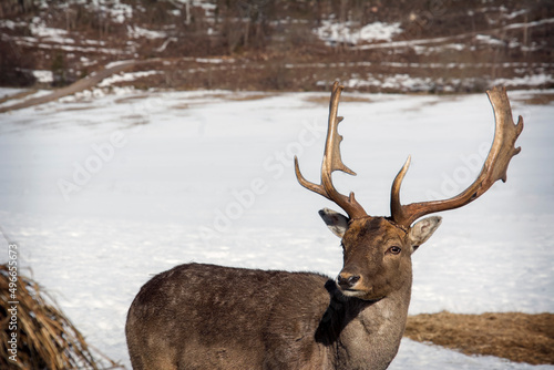 On a bright sunny day in winter  a beautiful deer stands in the field. Close-up.