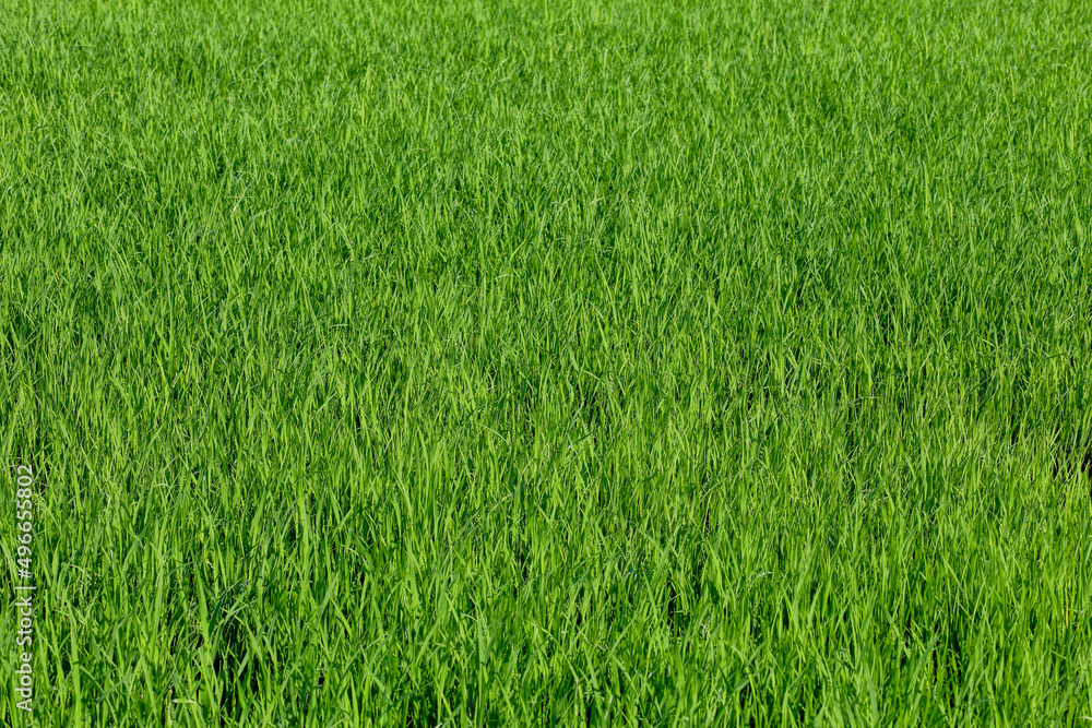 Baby Green rice field in countryside at thailand Baby Green rice field in countryside at thailand