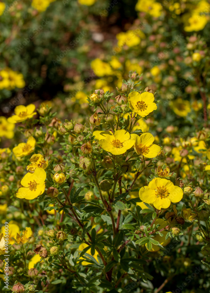 Shrubby cinquefoil yellow flowers in the summer. Blooming Potentilla fruticosa. Shrubby cinquefoil yellow flowers in the summer. Blooming Potentilla fruticosa.