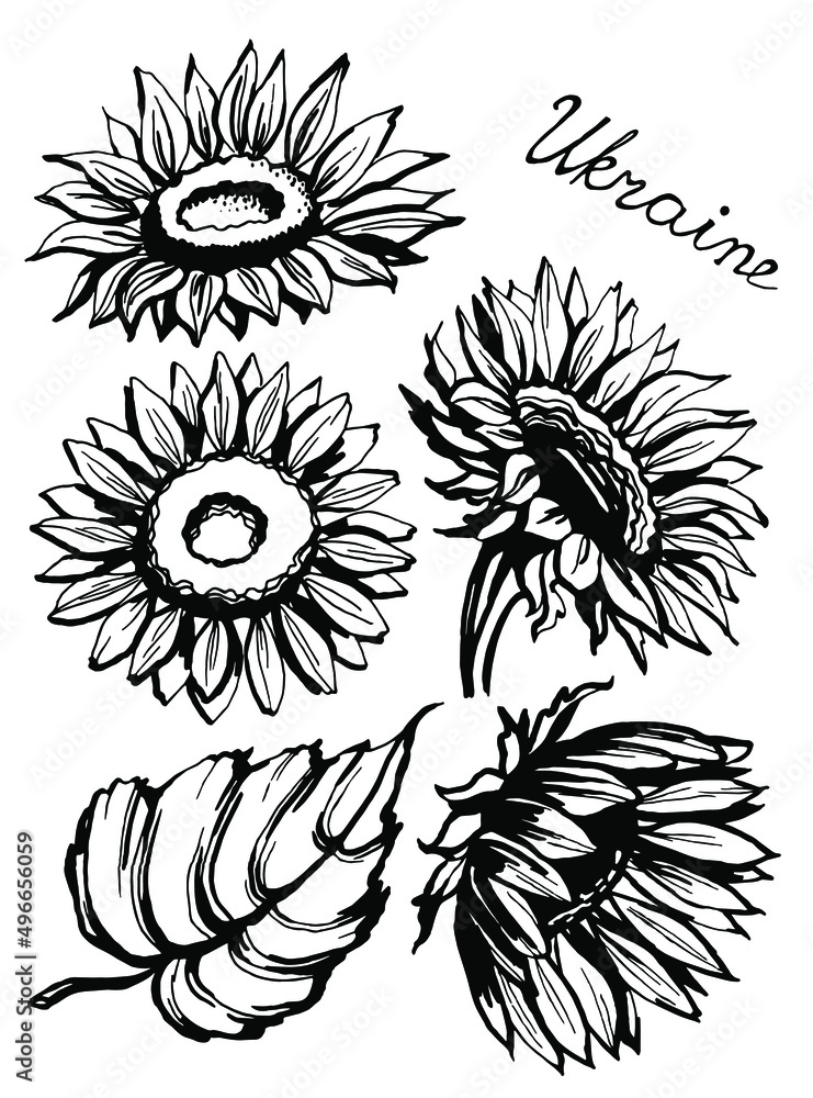 Sunflower. Black and white illustration. Vector clipart vector de Stock