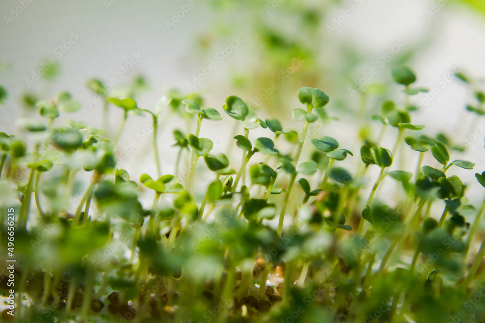 Micro-green in a futuristic light, home Micro-green in a futuristic light, home