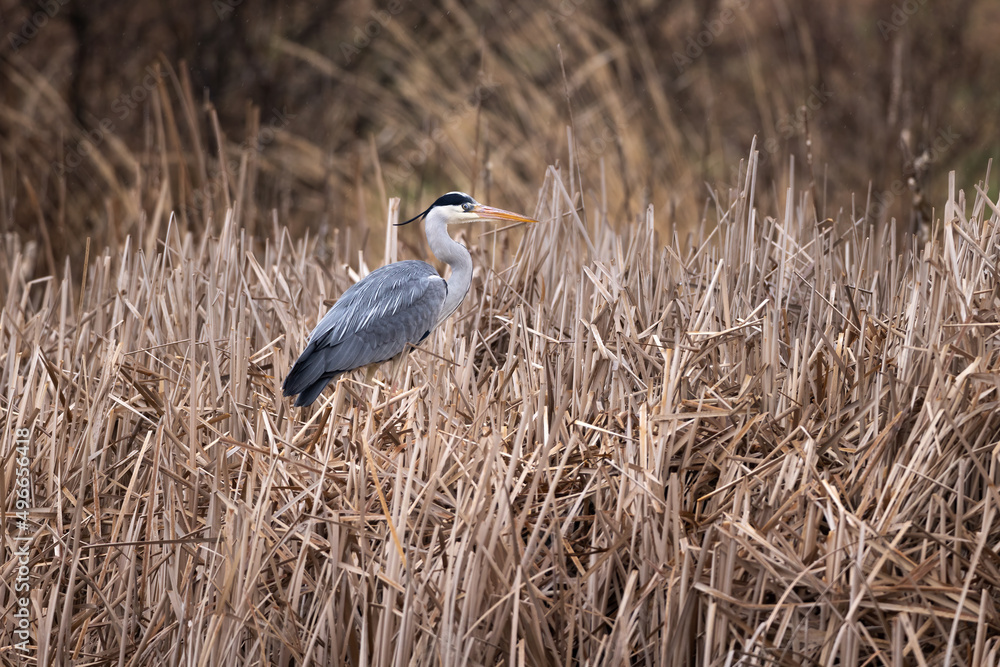 Great blue heron flying Ardea cinerea perched standing on reed Great blue heron flying Ardea cinerea perched standing on reed