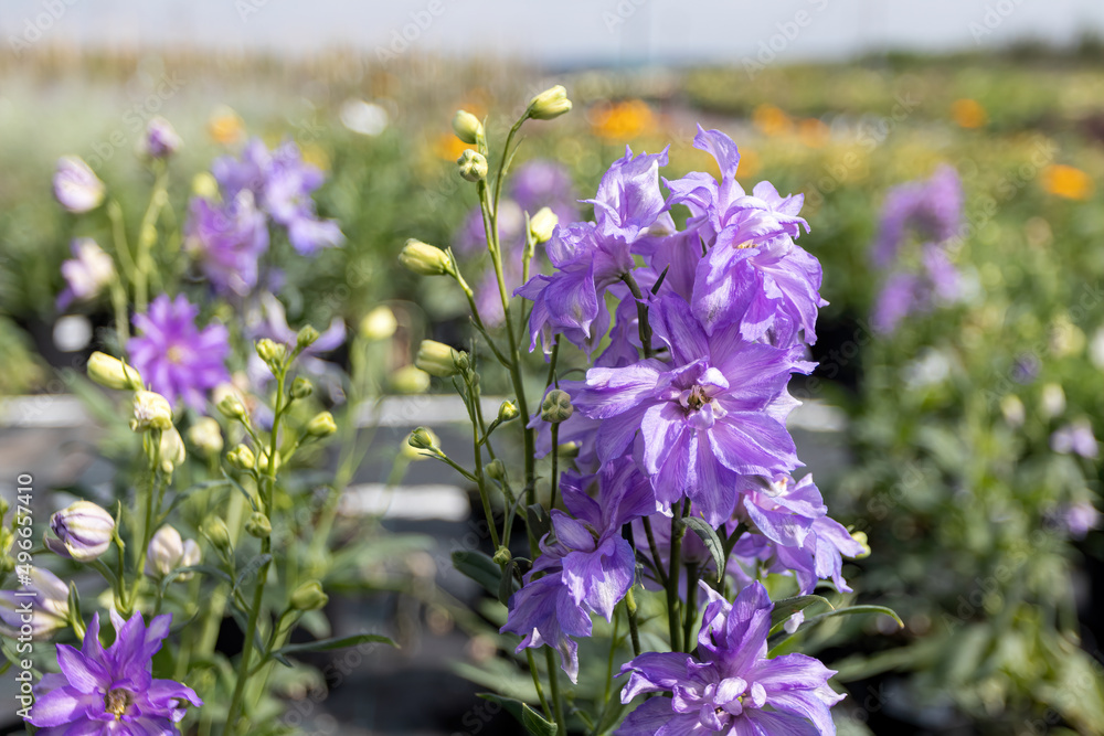 Obraz premium Blooming hybrid cultivar (Delphinium × hybridus Delgenius 'Breezin') in the summer nursery