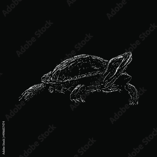 painted turtle illustration isolated on black background photo