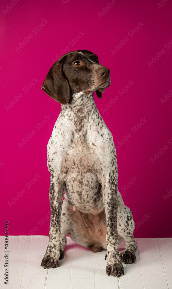 Beautiful hunting dog weimaraner on pink background