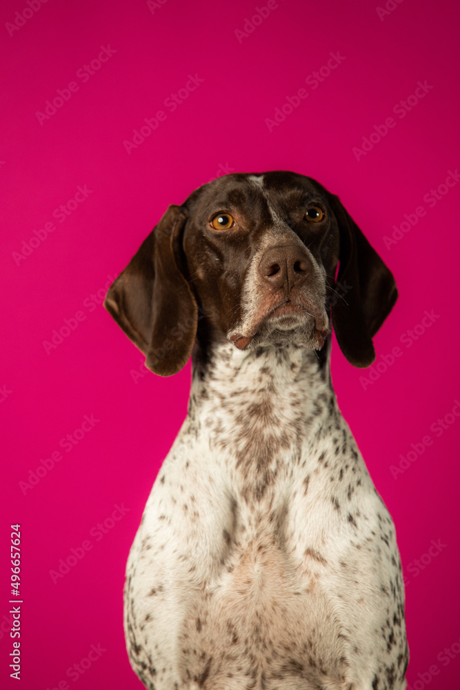 Beautiful hunting dog weimaraner on pink background