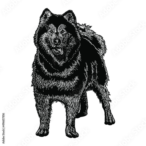 alaskan malamute illustration isolated on white background