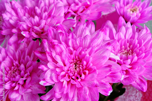Abstract background bright pink flower petals close up.